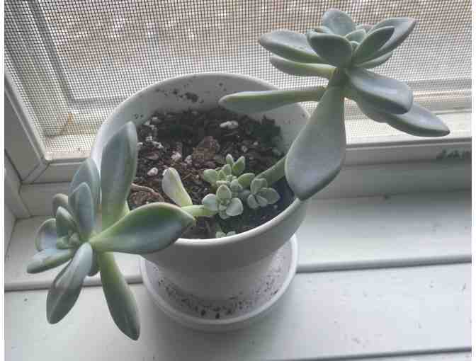 Everything Nice *Houseplant Boutique Supporting The Giving Fridge Middlebury, VT