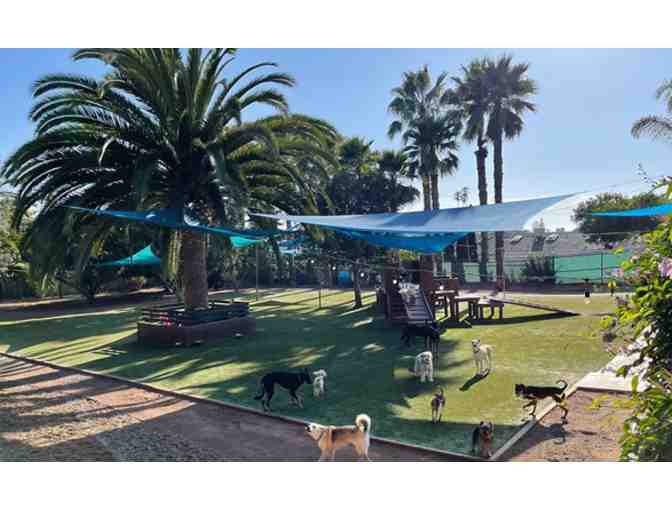 Puppy Group Training Class - Woof Academy