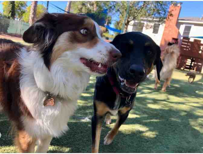 Puppy Group Training Class - Woof Academy
