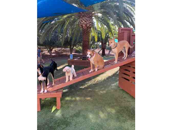 Puppy Group Training Class - Woof Academy