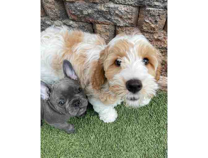 Adolescent Dog Group Training Class - Woof Academy