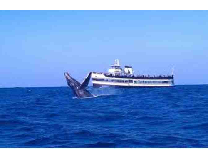 Best of the Bay or Whale Watching Cruise for Two (2)