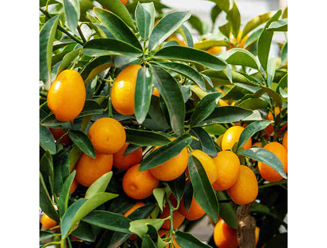 Patio Tree (5 Gallon Size) Delivery and Gift Package