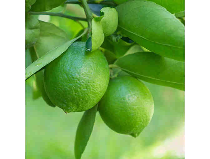 Patio Tree (5 Gallon Size) Delivery and Gift Package