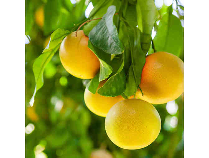 Patio Tree (5 Gallon Size) Delivery and Gift Package