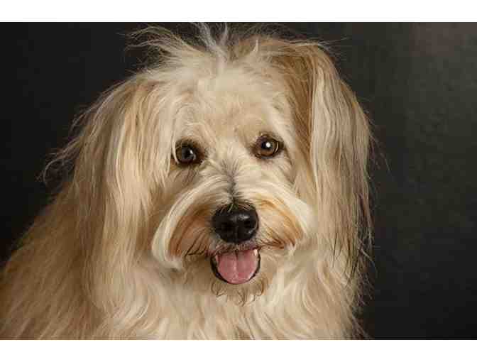 Portrait Pack from Roclord in Pasadena