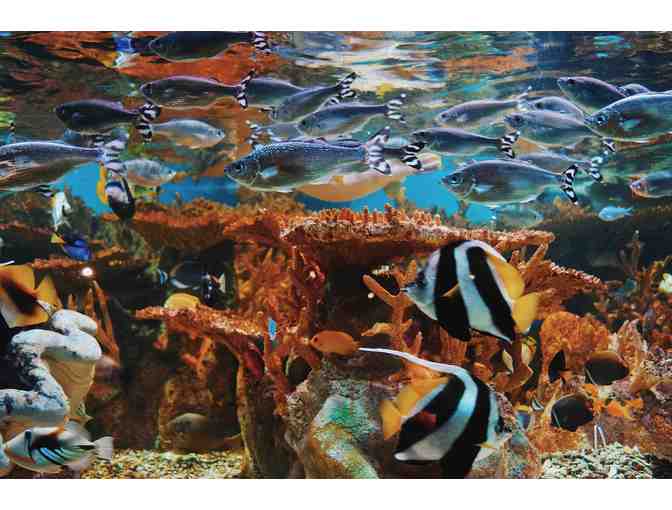 Four Passes for Admission to Birch Aquarium