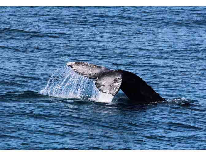Best of the Bay or Whale Watching Cruise for Two (2)