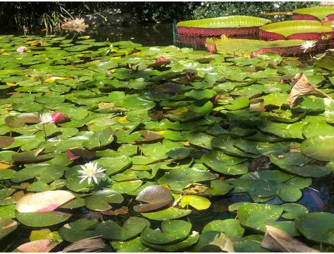 Two (2) Guest Passes to San Diego Botanic Garden