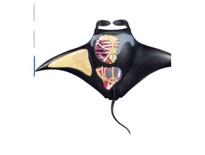 $50 Fund-A-Need SDA STEM Programs