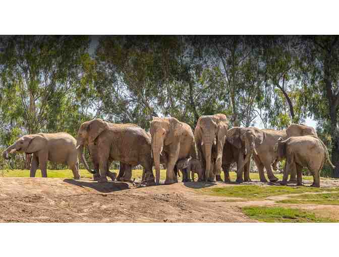 Two Tickets to San Diego Zoo or Safari Park