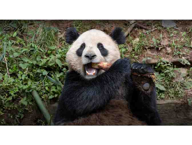 Two Tickets to San Diego Zoo or Safari Park