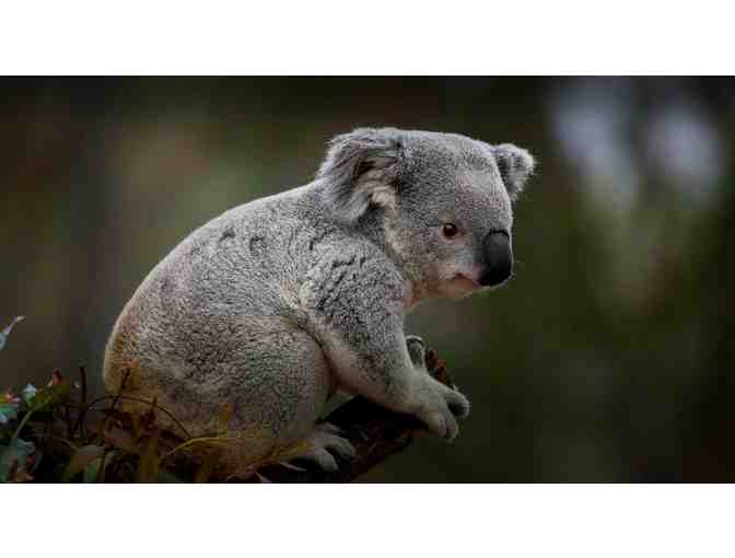 Two Tickets to San Diego Zoo or Safari Park