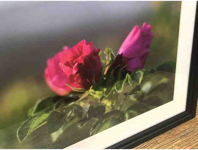 Sea Rose at Sunrise Framed Photograph by Carol Despres Photography