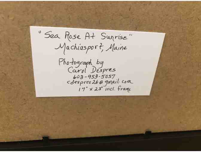 Sea Rose at Sunrise Framed Photograph by Carol Despres Photography