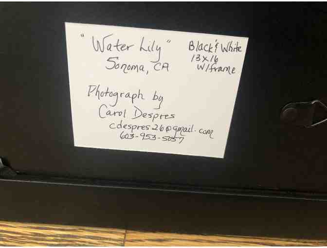 Water Lily Framed Photograph by Carol Despres Photography