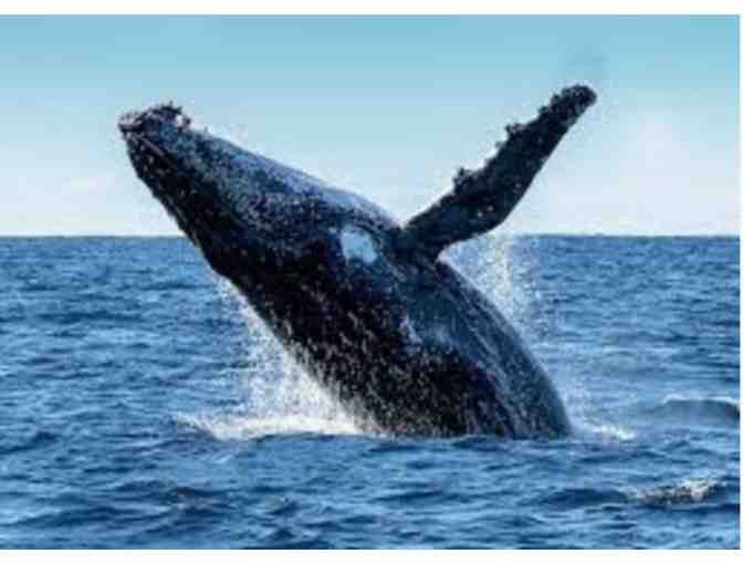 Granite State Whale Watch for Four People