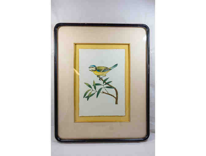 American Finch and Blue Titmouse Framed and Matted Bird Prints by John Richard