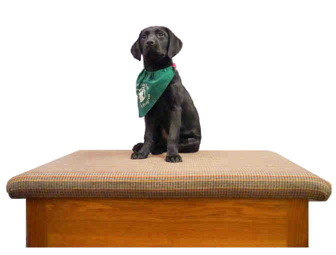 Handcrafted Wood Storage Chest with Upholstered Top (Pick Up Only)