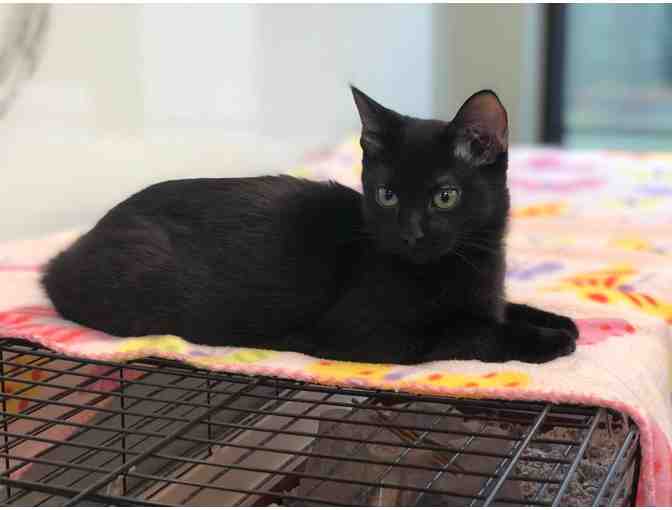 Furry Friend Champion - $100 Level