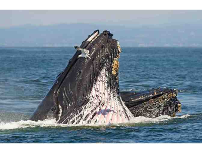 Monterey Bay Whale Watching Cruise for Two + Lunch at Gayle's Bakery & Rosticceria
