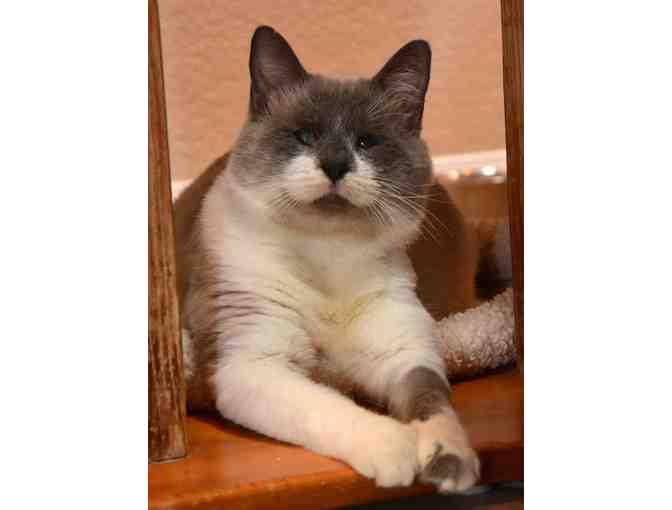 Emergency Fund for Cats Under Shadow Cats Direct Care