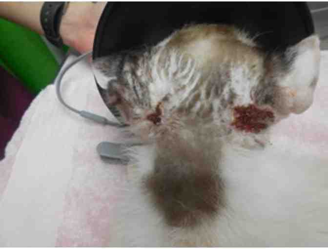 Emergency Fund for Cats Under Shadow Cats Direct Care