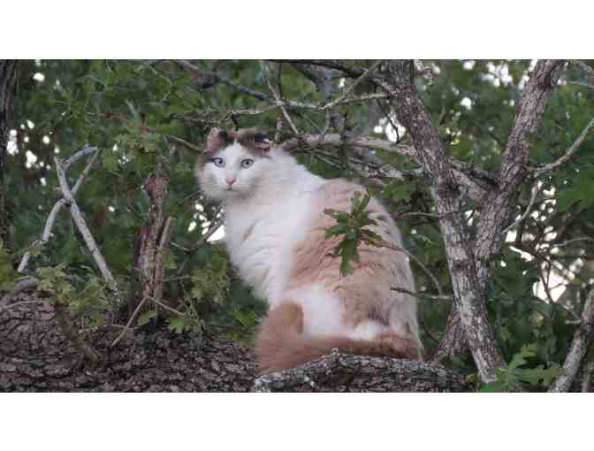 Emergency Fund for Cats Under Shadow Cats Direct Care