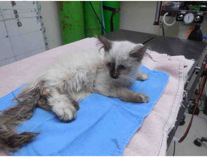 Emergency Fund for Cats Under Shadow Cats Direct Care