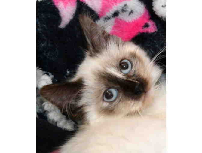 Emergency Fund for Cats Under Shadow Cats Direct Care