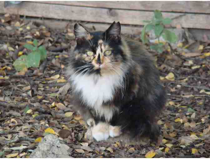 Feed a Feral Cat Colony for a Month