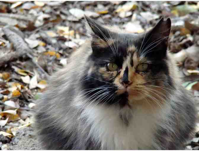 Feed a Feral Cat Colony for a Month