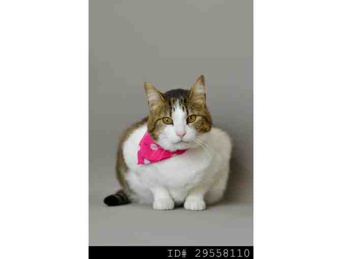 Shadow Cats One Life Fund