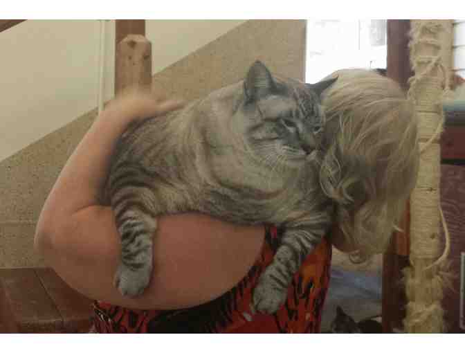 Valentino Kitty Cuddler Basket (with Blue Pillow)