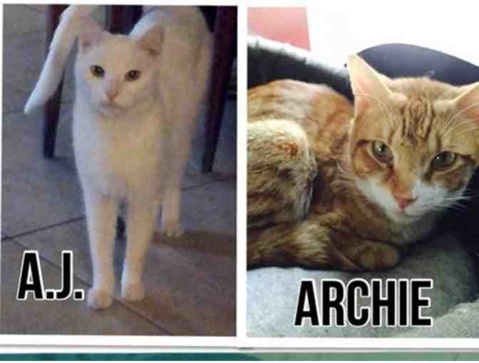 Shadow Cats One Life Fund