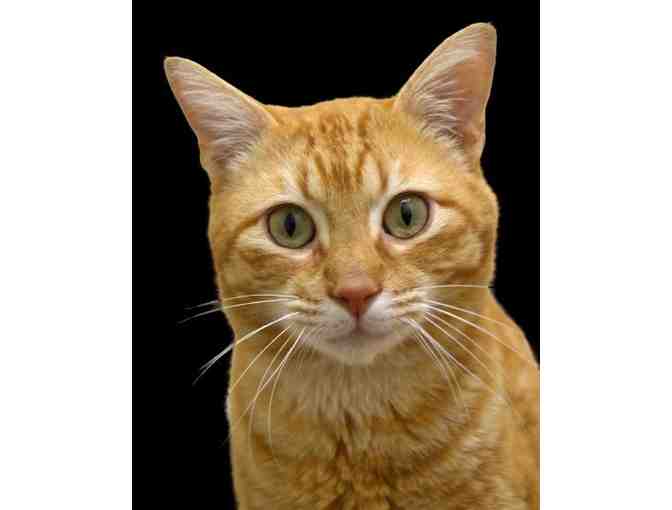 Coasters (Slate) Modeled after Crinkle Fry