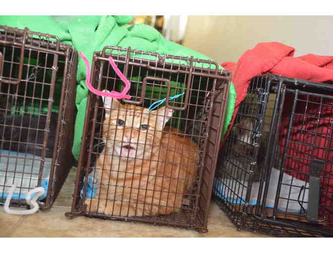 Please Donate to Help with Veterinary Expenses!