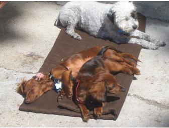 Small Dog Daycare at Earth Pups (5 days)