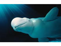 Belugas at the Shedd!