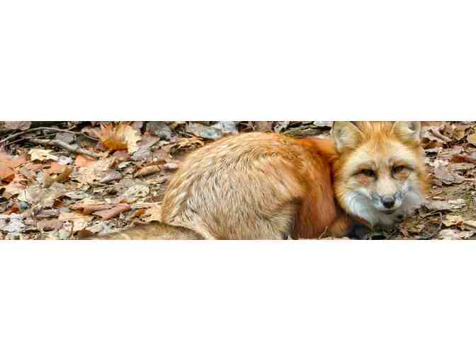 Squam Lakes Natural Science Center - Four Trail Passes