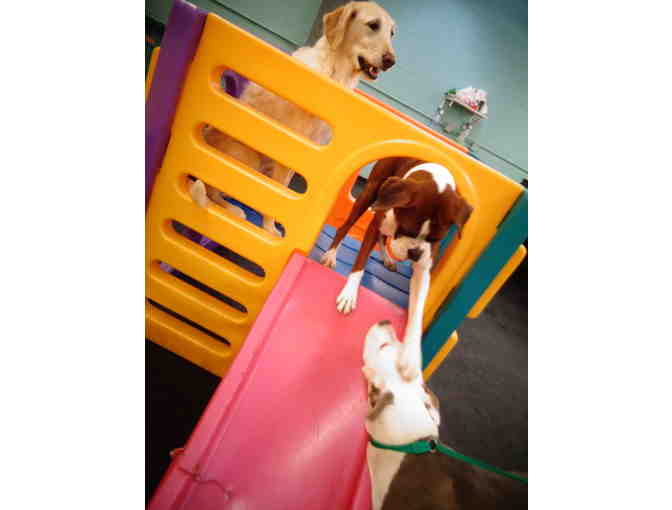 The Barking Lot Package