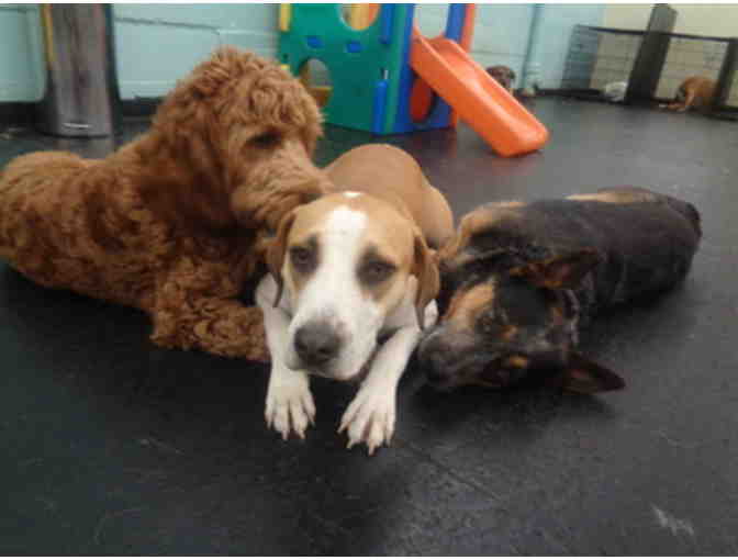 The Barking Lot Package