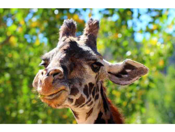 Gift Certificate to Safari West - African Safari Adventure for Two (Overnight stay & more)