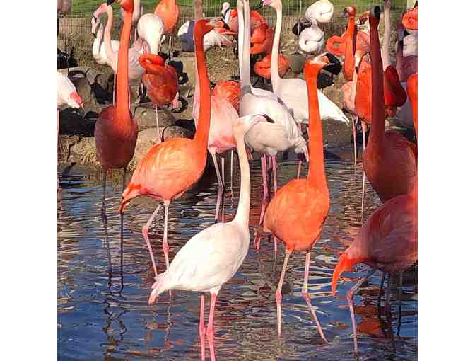 Gift Certificate to Safari West - African Safari Adventure for Two (Overnight stay & more)