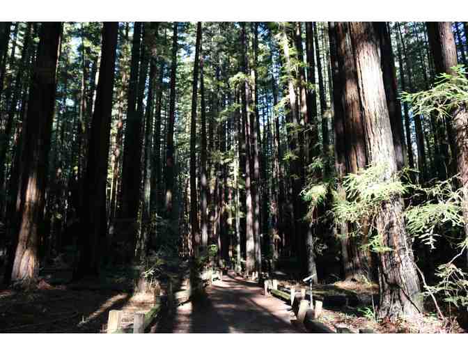 2 Hour Guided Wellness Walk in Armstrong Woods - up to 8 people