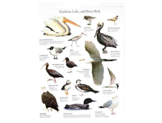 The Ultimate North American Bird Sticker Book by Elizabeth Hester