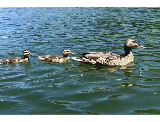 A Burke's Canoe adventure for Two Canoes (up to 8 people) on the lower Russian River