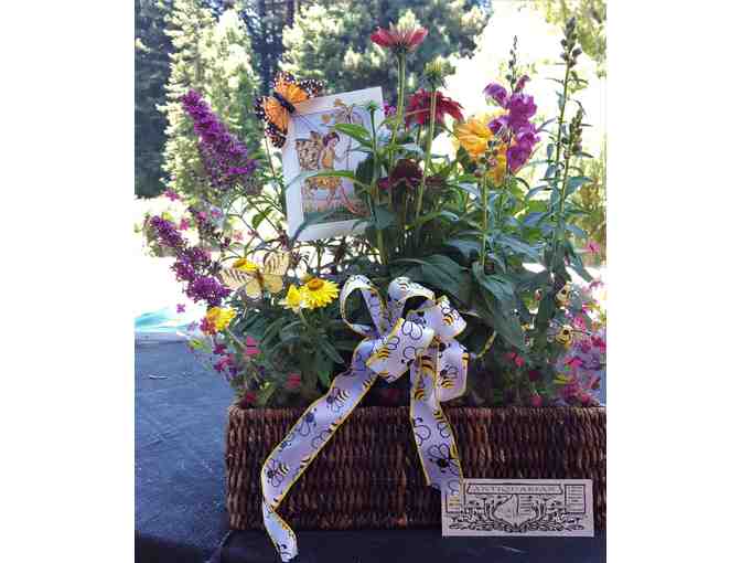 Bountiful blossoms for bees and butterflies from Antiquarian and Florabunda