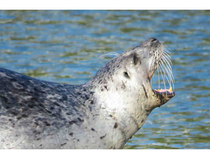3 photographs of Jenner Seals by photographer Dianne Monroe.
