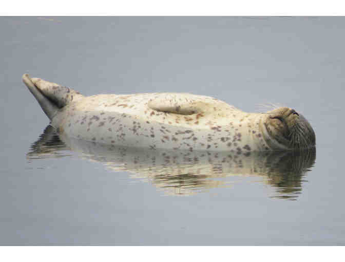 3 photographs of Jenner Seals by photographer Dianne Monroe.